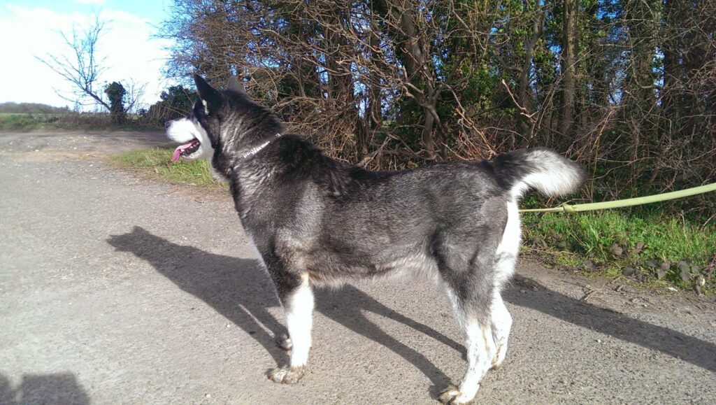 alaskan malamute on a leash outside