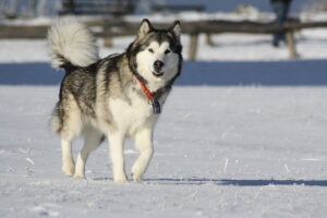 Alaskan Malamute walking through the snow