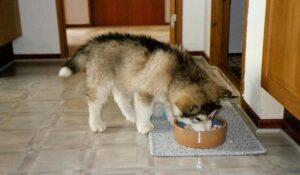 how much should i feed a adult female alaskan malamute