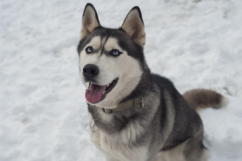 Husky sitting in the snow and looking towards the camera operator