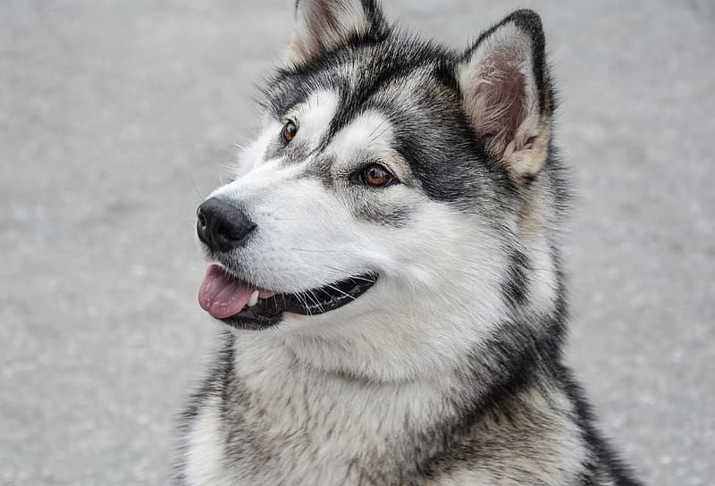 Siberian Husky sitting and looking away from the camera