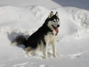 Black and white Alaskan Malamute sat in the snow